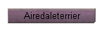 Airedaleterrier